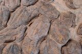 Mortality Plate Of Large Asaphid Trilobites - Museum Display #226048-6